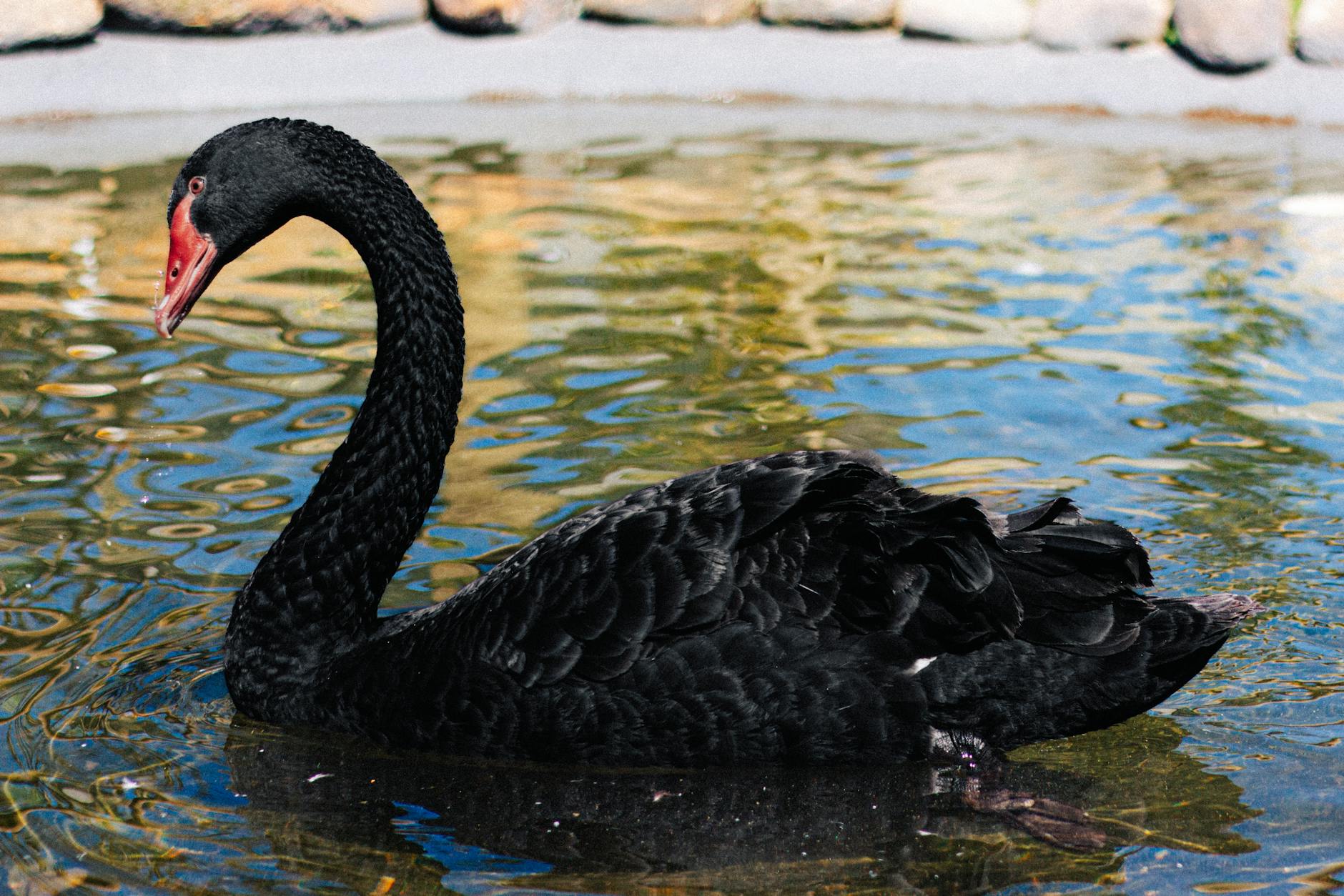 grown black swan swimming on water in small pond